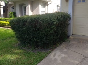 Diann C.'s Bush Trimming service result