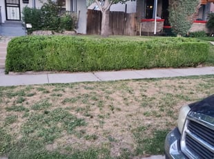 Bush Trimming by Mikel Burbridge for Dean B. in Denver, CO