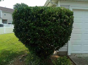 Bush Trimming by Xavier Monroe for Aedin A. in Charlotte, NC