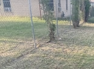 Bush Trimming by Gregory Kluetz for celia Y. in San Antonio, TX