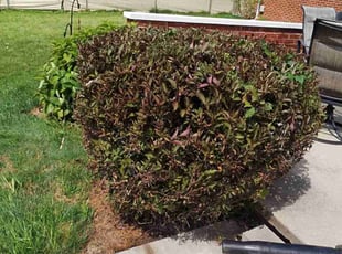 Bush Trimming by Justin Reynolds for Jamie L. in Pontiac, MI