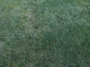 Cleanups by Steven Wise for Sarah W. in Grove City, OH