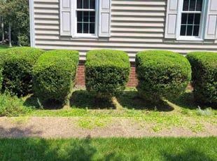 Bush Trimming by Michael Franz for Laura B. in Midlothian, VA