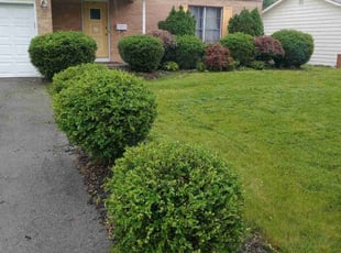 Bush Trimming by Robert Pittman for Phyllis O. in Columbus, OH