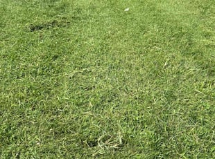 Kimberly D.'s Grass Cutting service result
