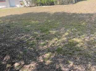 Bush Trimming by Vladimir Castaneda for Mary L. in Mount Dora, FL