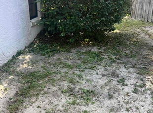 Bush Trimming by Josue Nunez for Alicia C. in Casselberry, FL