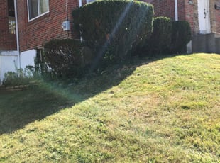 Bush Trimming by Ronald Jacobs for Cheri C. in Cincinnati, OH