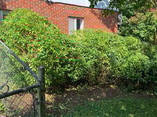 Bush Trimming by Dustin Pulliam for Matthew M. in Asheville, NC