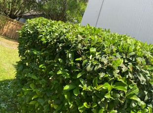 Bush Trimming by Shaun Waters for Craig C. in St. Augustine, FL