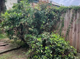 Bush Trimming by Juan Manson for Ally S. in New Orleans, LA