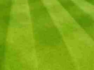 Lindsey M.'s Lawn Mowing service result
