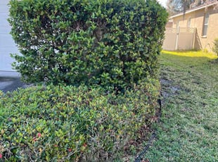 Bush Trimming by Efrain Marrero for Austin H. in Wesley Chapel, FL
