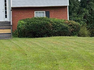 Stefanie P.'s Bush Trimming service result