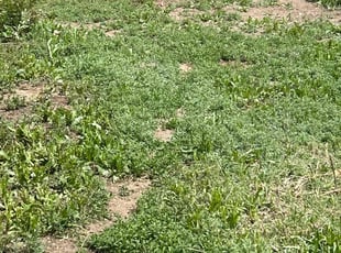 Cleanups by Ant B for Matthew K. in Colorado Springs, CO
