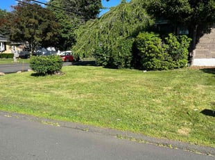 Bush Trimming by David Coppola for Karen H. in West Haven, CT