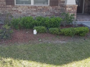 Bush Trimming by Joshua Daley for Rene H. in Fate, TX