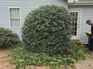 Bush Trimming by Kyle Bryant for Justin B. in Piedmont, SC