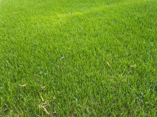 Felicia p.'s Lawn Mowing service result