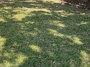 Leaf Removal by Jorge Crisóstomo for Andrew W. in Richardson, TX