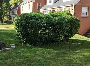 Bush Trimming by Allan Roberts for Anthony J. in Washington, DC