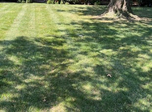 Justine S.'s Lawn Service service result