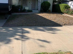 Estelle D.'s Bush Trimming service result