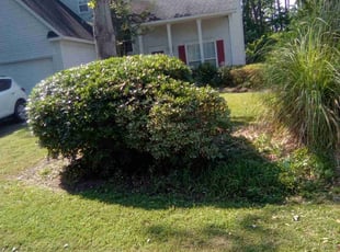 Bush Trimming by Brandon Sanders for Gabriele C. in Mount Pleasant, SC