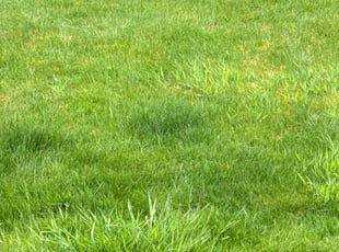 Lisa S.'s Lawn Mowing service result