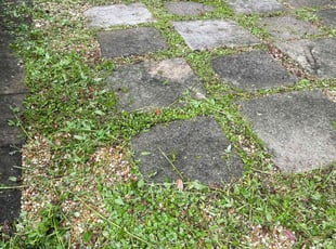 Weeding by Paul Tollefson for John M. in Tallahassee, FL