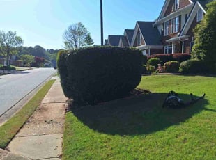 Bush Trimming by Marsha Cooper for Sandy M. in Duluth, GA