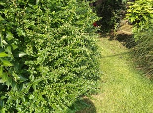 Bush Trimming by Daron Doyle for Davelle L. in Baton Rouge, LA