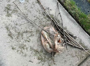 Scott S.'s Cleanups service result