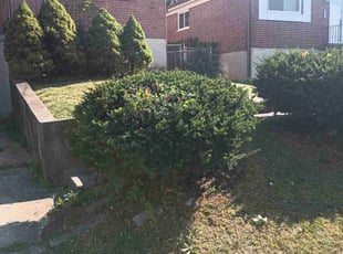 Bush Trimming by Teance Godfrey for Marcia J. in Cincinnati, OH