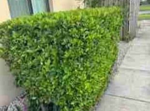 Bush Trimming by Harold Cummings for James S. in Palm Bay, FL