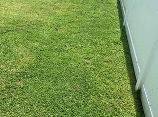 Dana P.'s Lawn Mowing service result