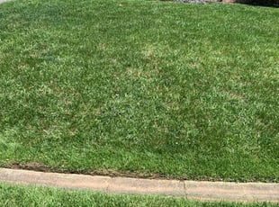 Anna L.'s Grass Cutting service result