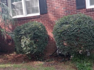 Bush Trimming by Kenneth Alford for Lenny M. in Columbia, SC