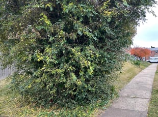 Bush Trimming by Jose M Rodriguez for Paige N. in Alexandria, VA