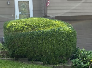 Bush Trimming by James Skivers for Barbara C. in Lee's Summit, MO