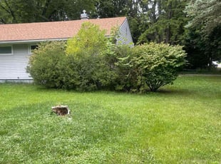 Bush Trimming by Ana Carachure for Troy B. in East Lansing, MI