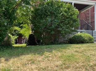 Bush Trimming by Thomas Fador for Louis H. in Baltimore, MD