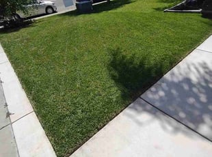 Andrew F.'s Yard Cutting service result