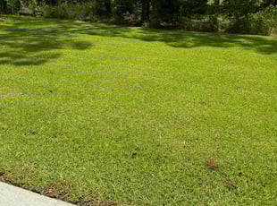 Jaffi H.'s Lawn Mowing service result