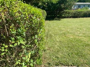 Bush Trimming by Takari Johnson for Katrina V. in Lansing, MI