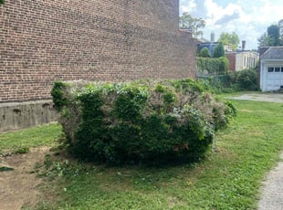 Bush Trimming by Darrell Millner for Doug B. in Philadelphia, PA