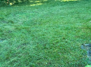 Frank C.'s Lawn Care service result