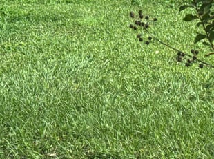 Denise B.'s Lawn Care service result