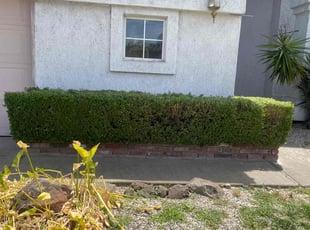 Bush Trimming by Marcelino Heredia for Tiffany P. in Sacramento, CA