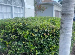 Bush Trimming by Charles Walton for Zan R. in Boynton Beach, FL